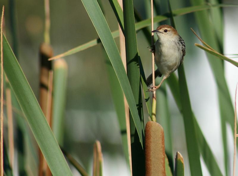 ma frieda 229.JPG - Vleitintinkie